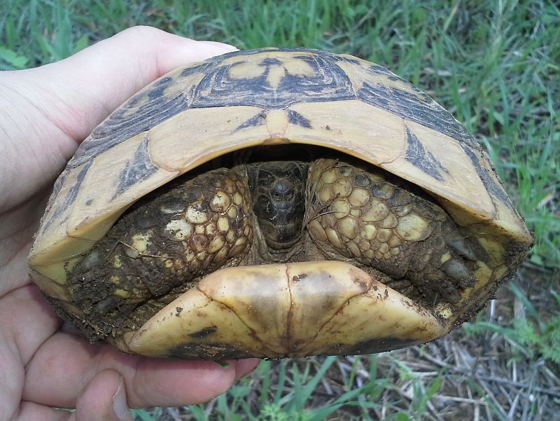 Testudo hermanni