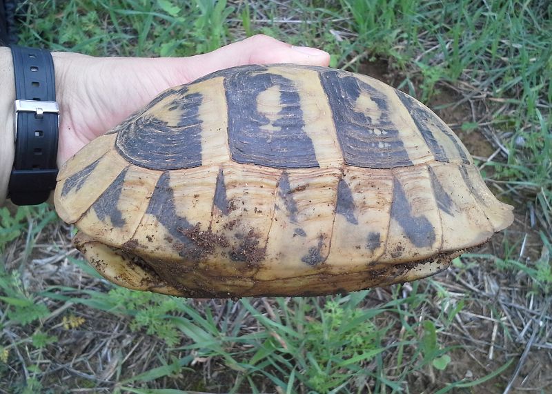 Testudo hermanni