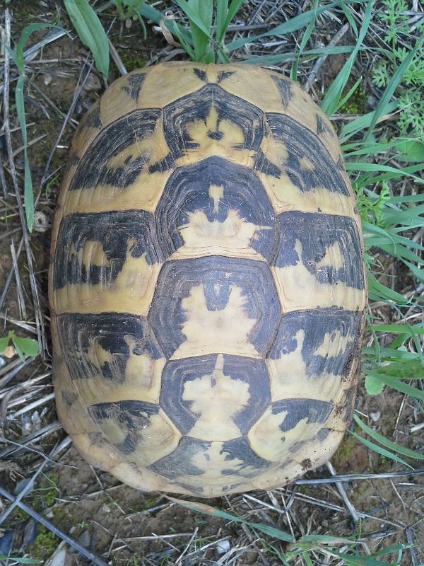 Testudo hermanni