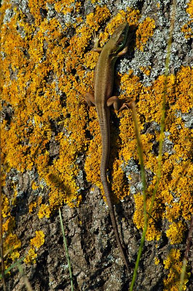 Lacerta viridis