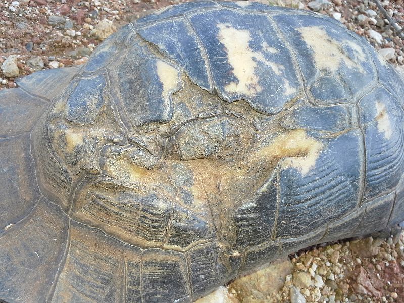 Testudo marginata