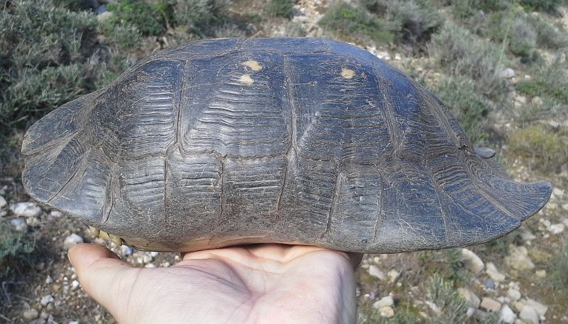 Testudo marginata