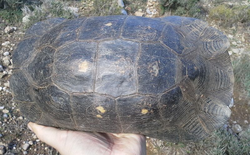 Testudo marginata