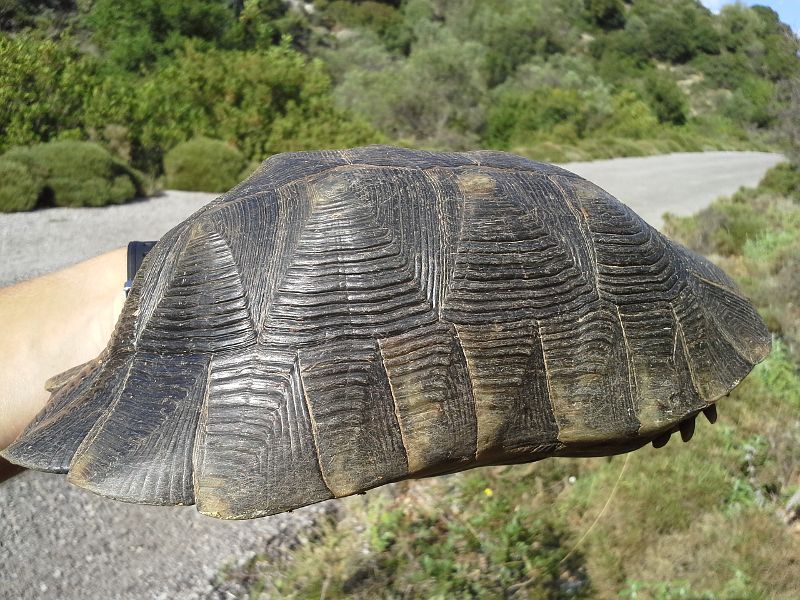 Testudo marginata