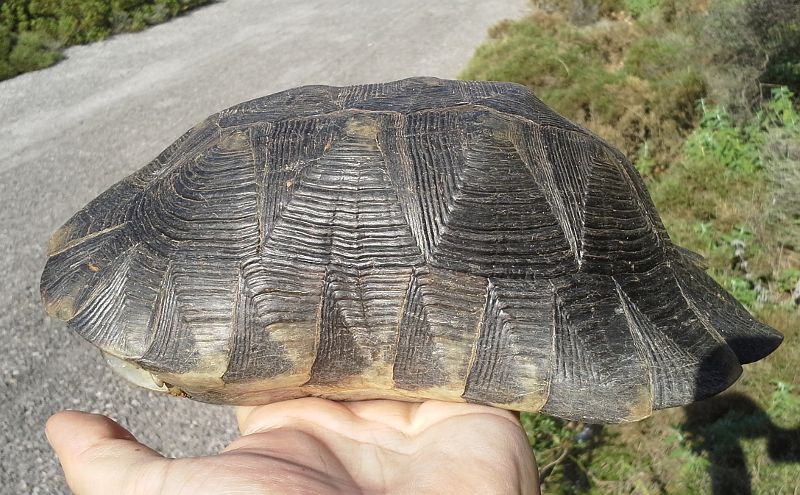 Testudo marginata