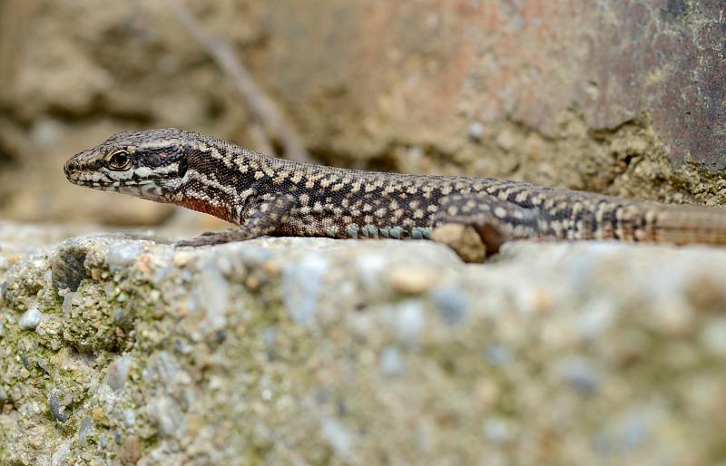 Podarcis muralis