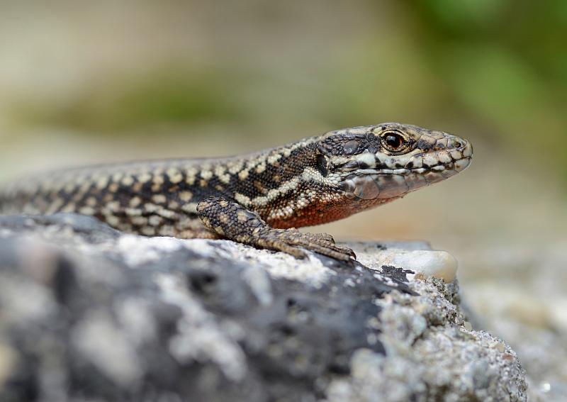 Podarcis muralis