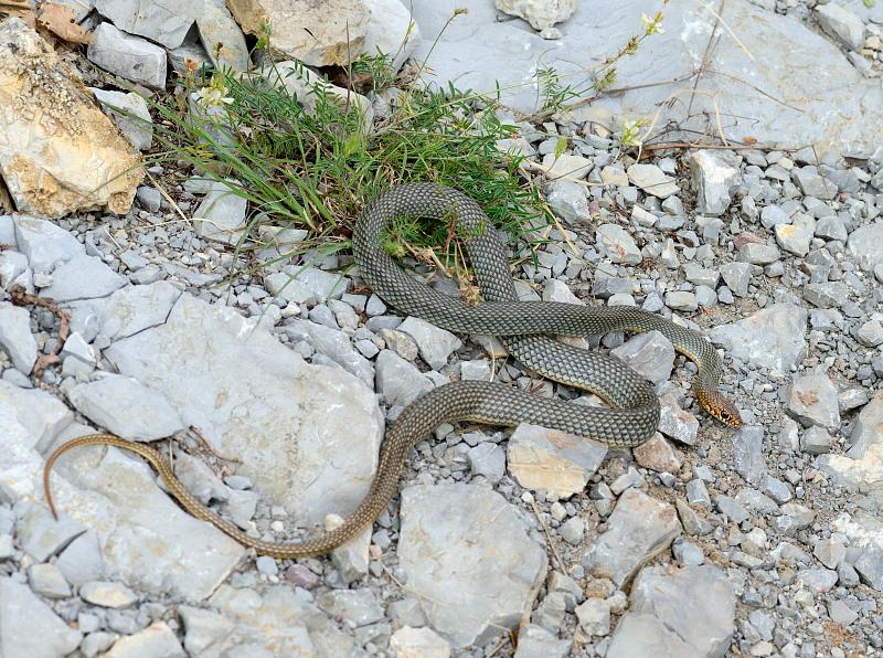 Dolichophis caspius