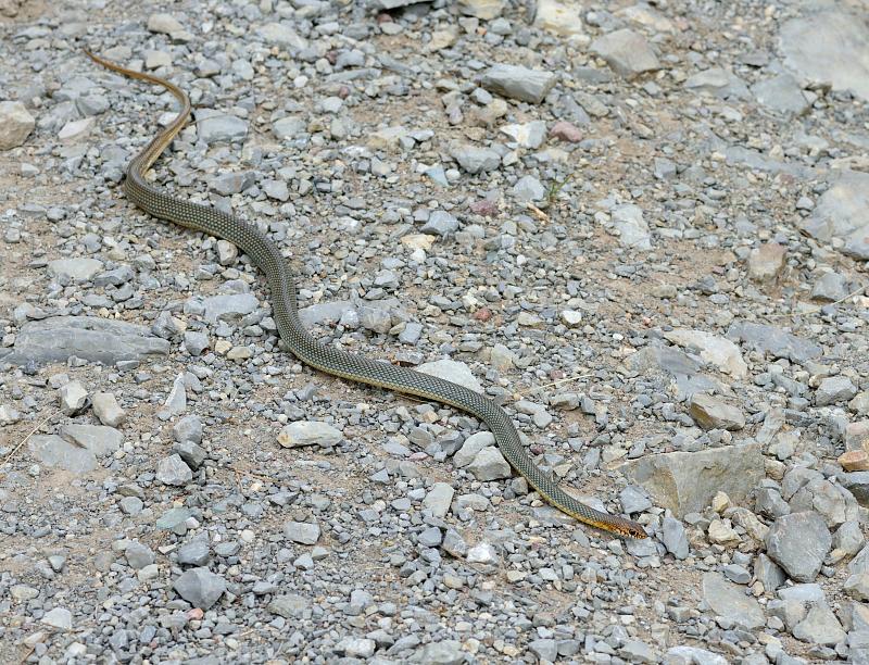 Dolichophis caspius