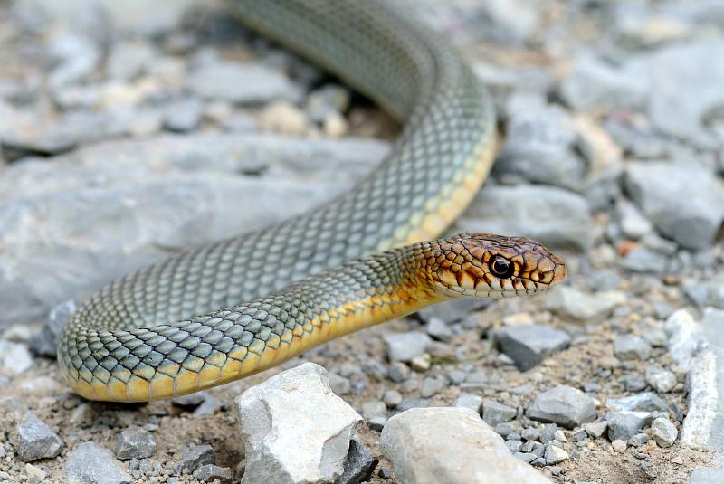 Dolichophis caspius