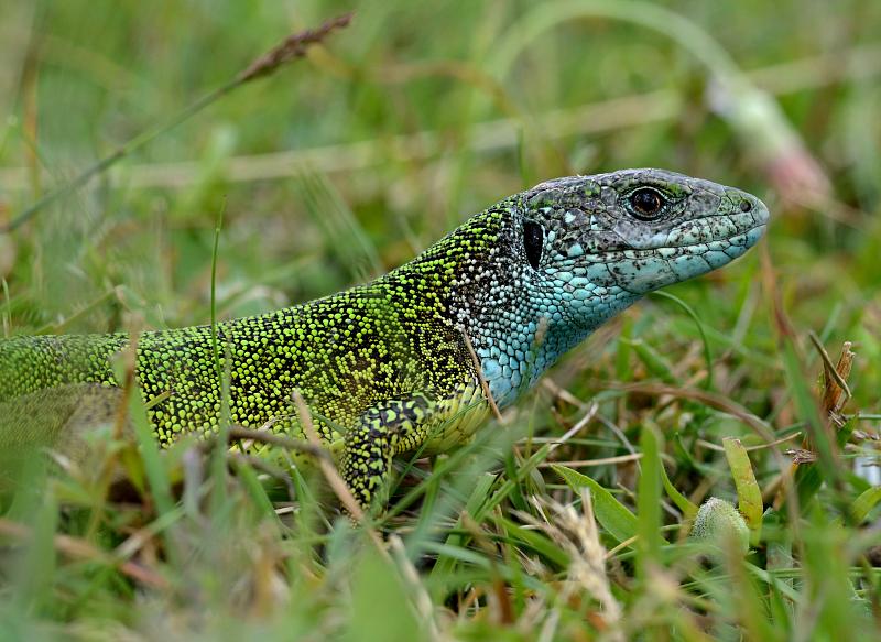 Lacerta viridis