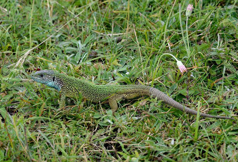 Lacerta viridis