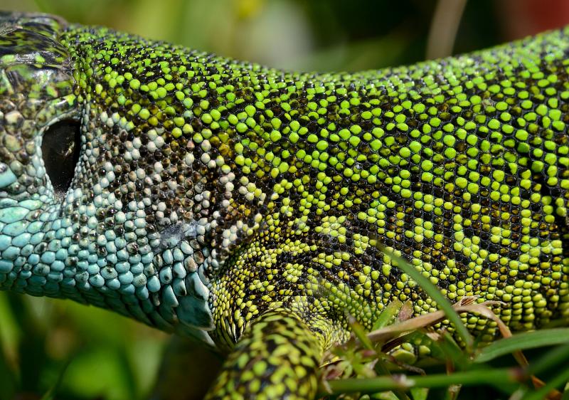 Lacerta viridis