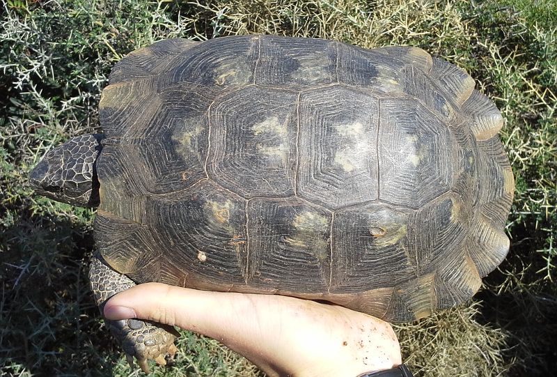 Testudo marginata