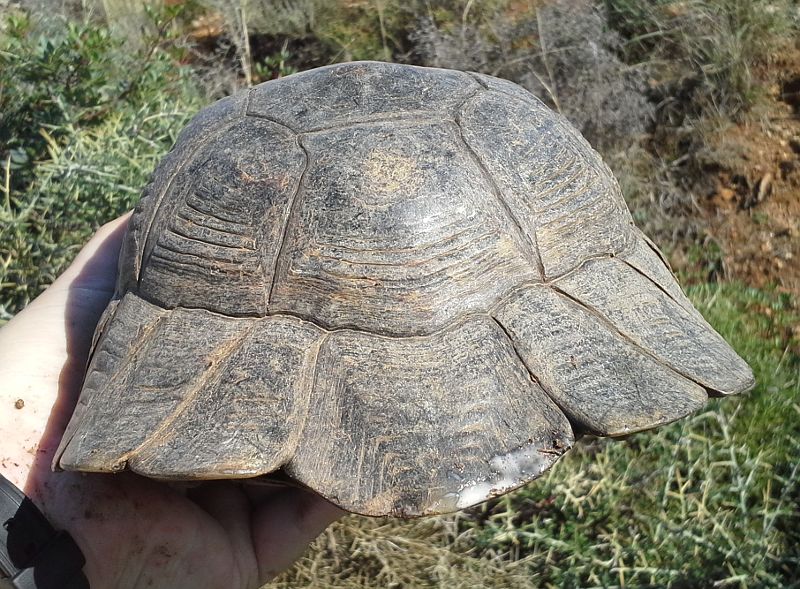 Testudo marginata