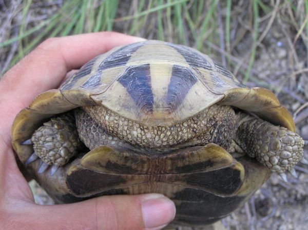 Testudo hermanni