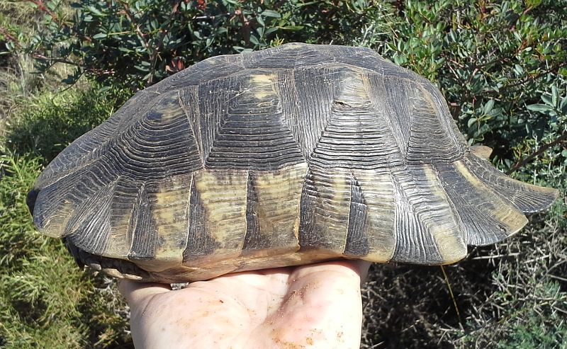 Testudo marginata