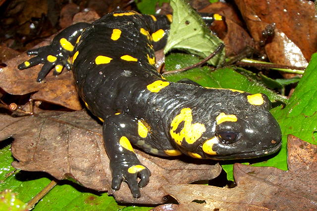 Salamandra salamandra