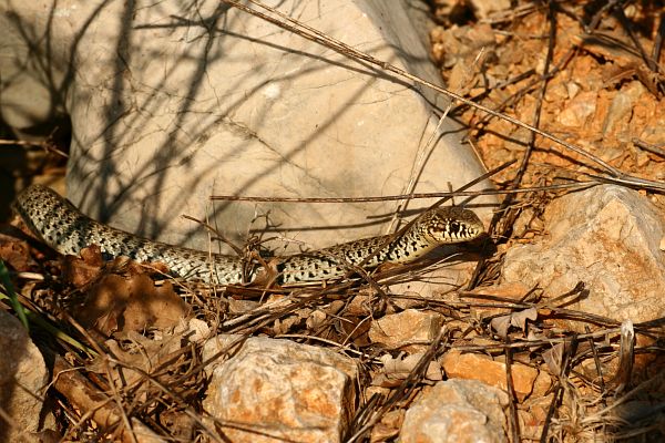 Hierophis gemonensis