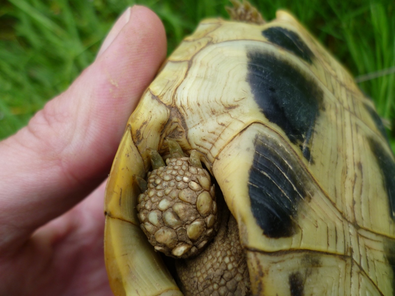 Testudo hermanni