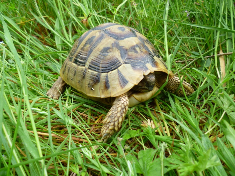 Testudo hermanni