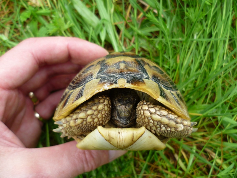 Testudo hermanni