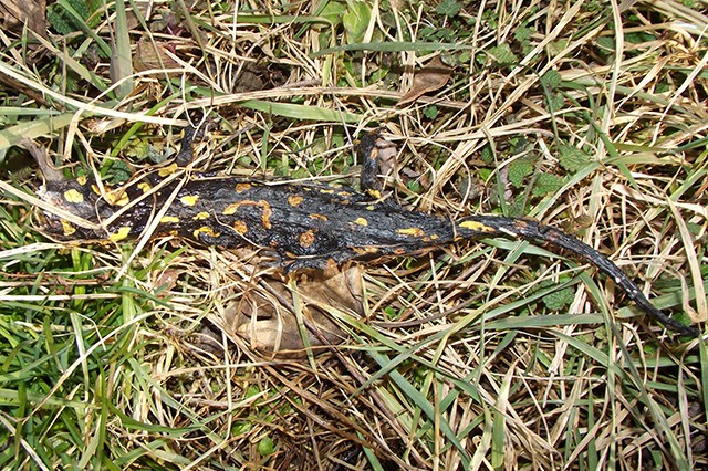 Salamandra salamandra