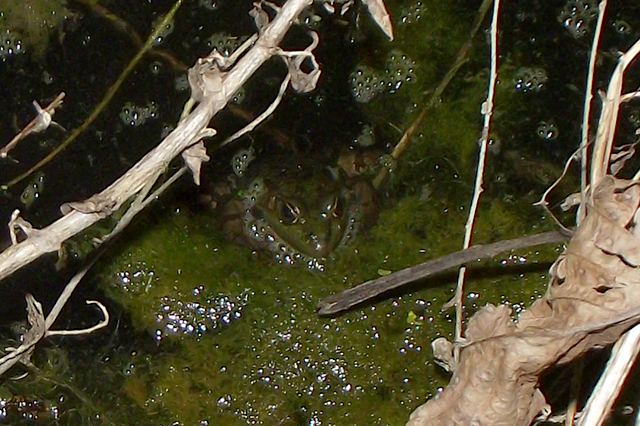 Pelophylax ridibundus