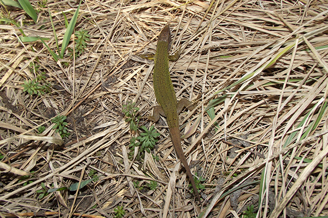 Lacerta viridis