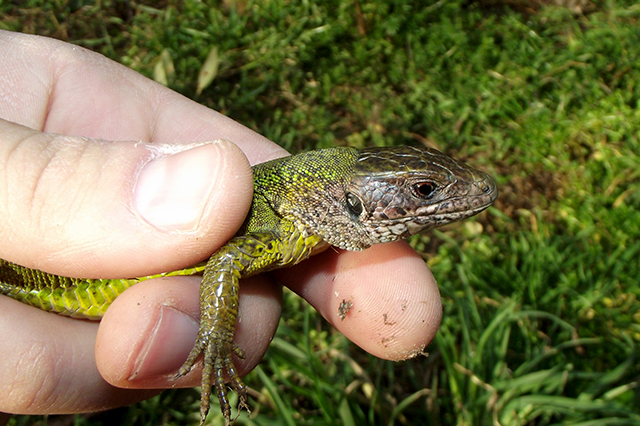 Lacerta viridis