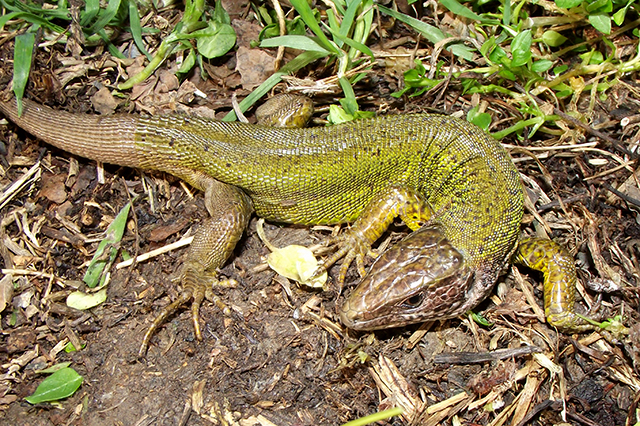 Lacerta viridis