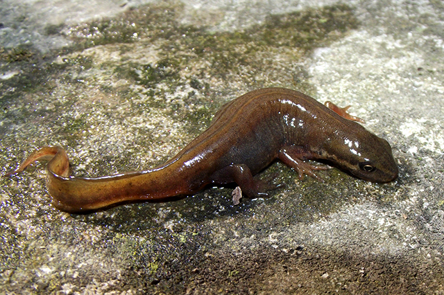 Lissotriton vulgaris