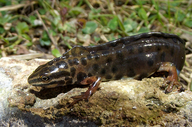 Lissotriton vulgaris