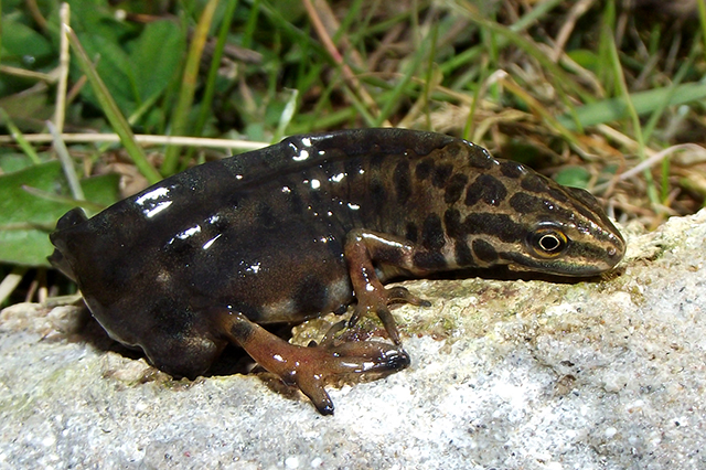 Lissotriton vulgaris