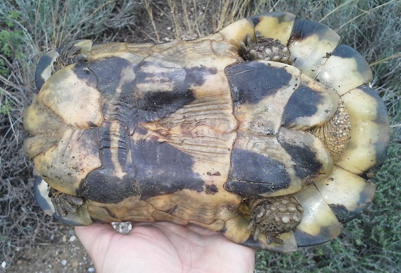 Testudo marginata