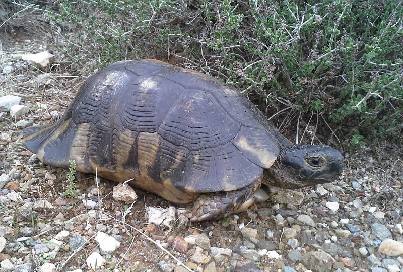 Testudo marginata