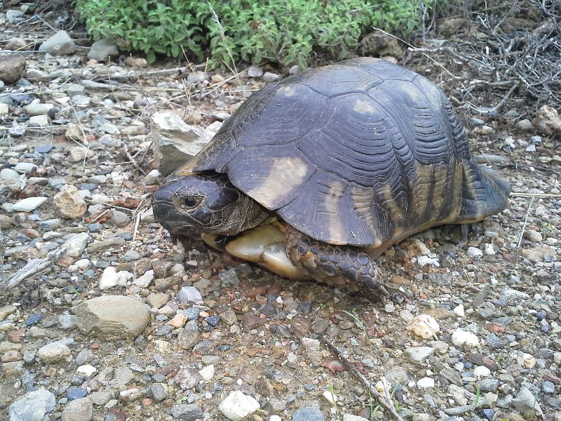 Testudo marginata