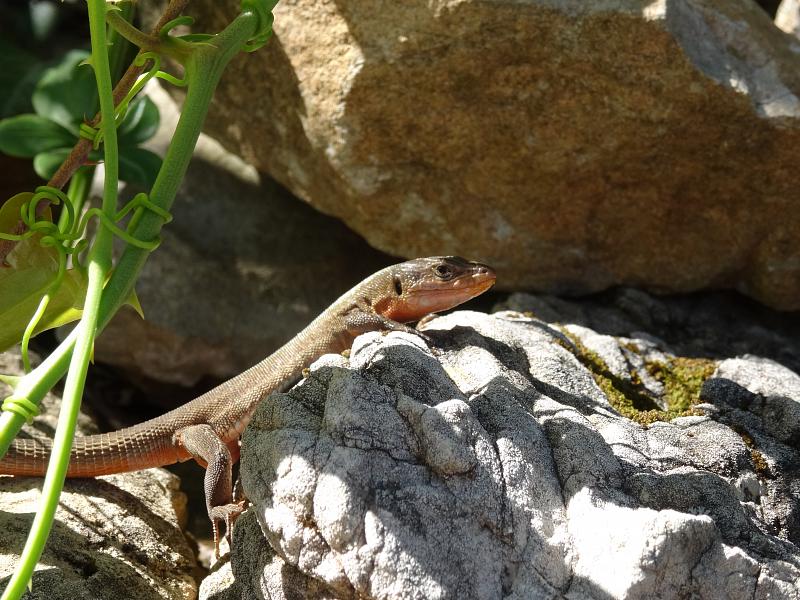 Podarcis melisellensis