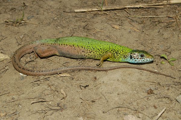 Lacerta viridis