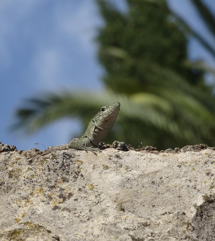 Dalmatolacerta oxycephala