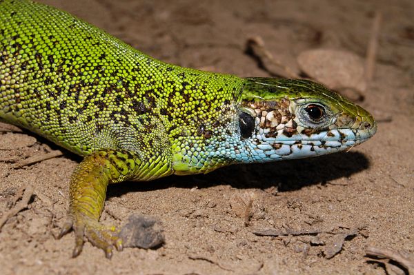 Lacerta viridis