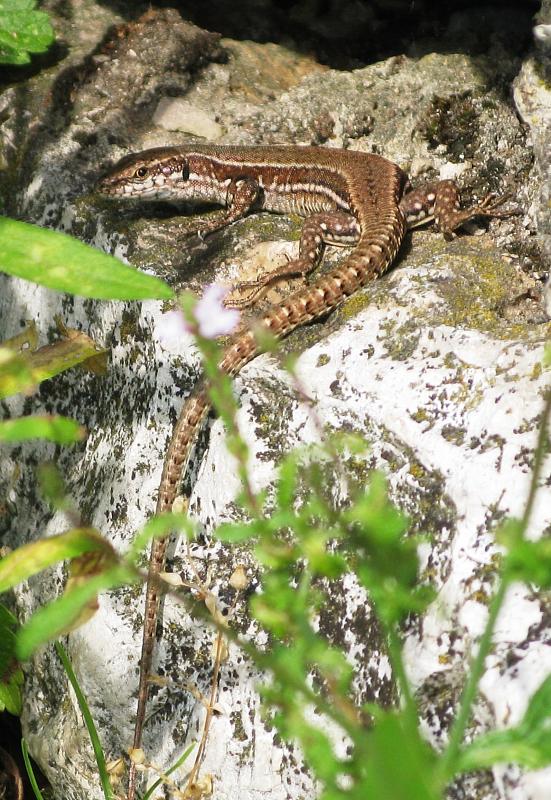 Podarcis muralis