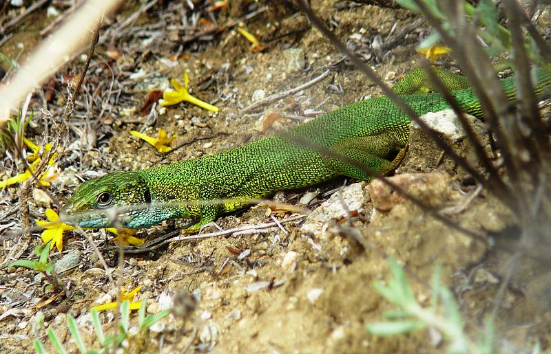 Lacerta viridis