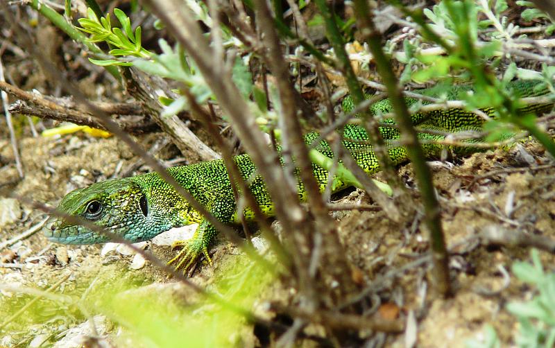 Lacerta viridis