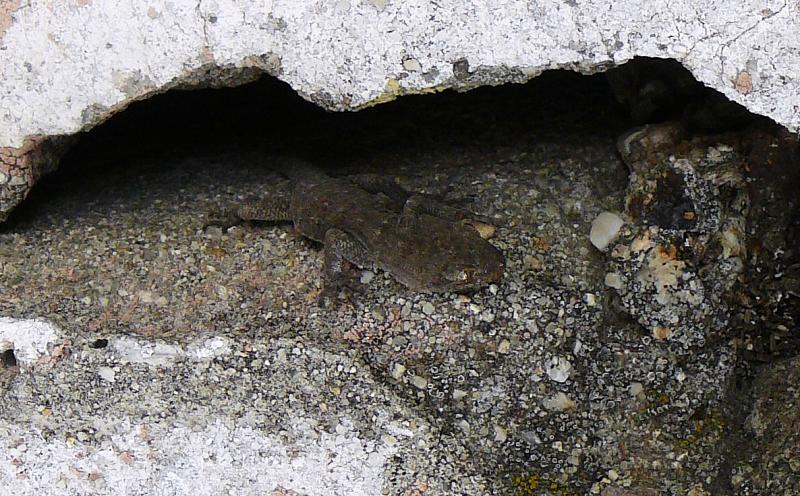 Mediodactylus kotschyi