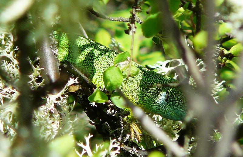 Lacerta viridis