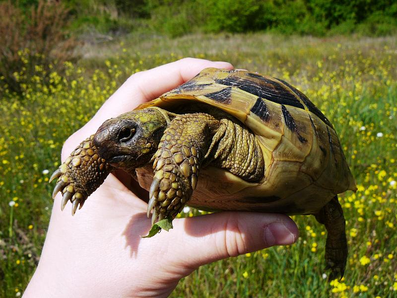 Testudo hermanni