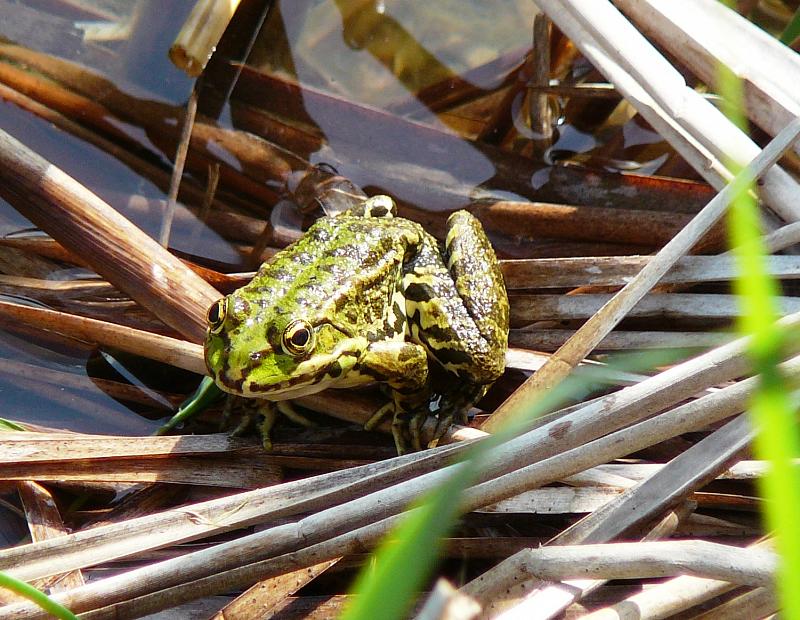 Pelophylax/Rana sp.