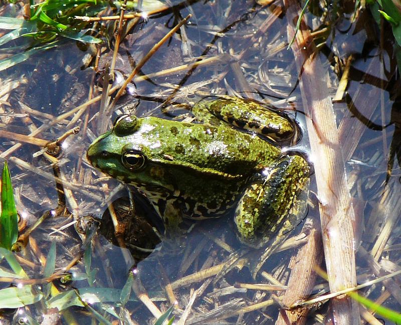 Pelophylax/Rana sp.