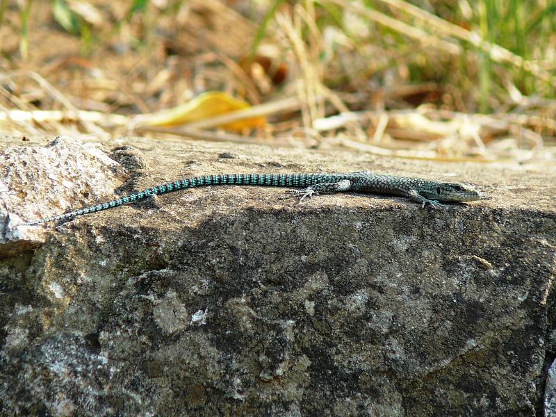 Dalmatolacerta oxycephala